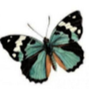 Meet your Posher, Peyton